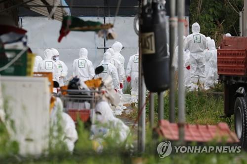 韩国禽流感最新动态，科技助力健康守护，创新引领未来