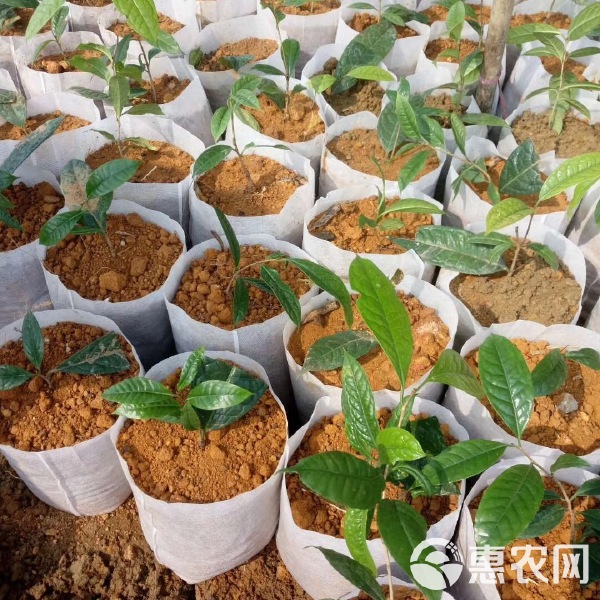 工程机械设备价格 第62页